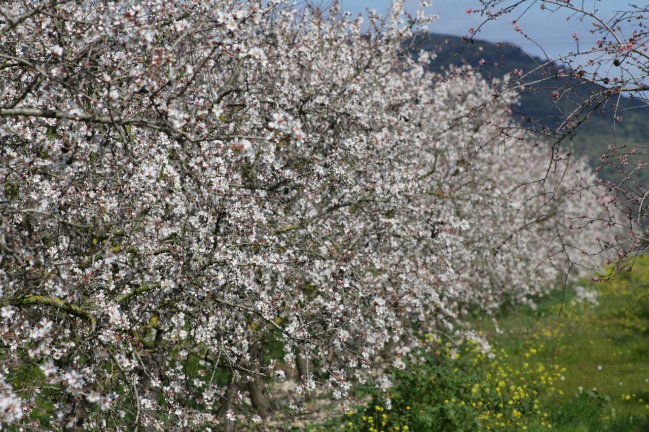 155 Finca Son Rossignol By Mallorca Charme Sineu  Dış mekan fotoğraf